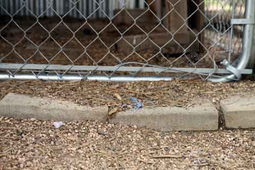 TIBETAN MASTIFF FENCING